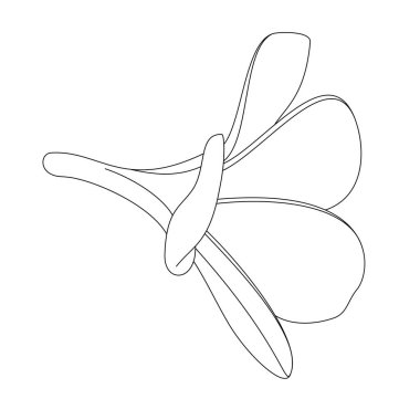 Beyaz arkaplanda Plumeria çiçeğinin çizimi.