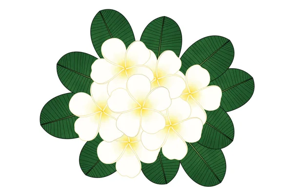 Beautiful Plumeria Flowers Bouquet Green Leaves Illustration Graphic Design White — Stockfoto