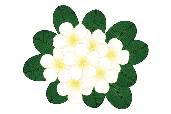 Buquê Flores Plumeria Bonita Com Folhas Verdes Ilustração Design Gráfico — Fotografia de Stock