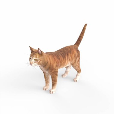 Beyaz arka planda izole edilmiş İskoç kedisi