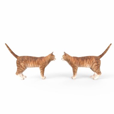 Beyaz arka planda izole edilmiş İskoç kedisi