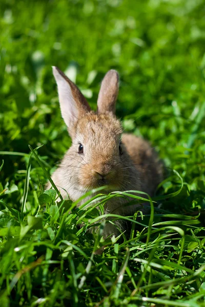 Coniglio nell'erba — Foto Stock