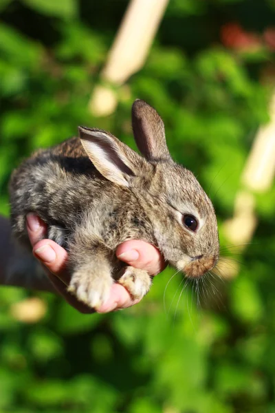 Rabbit in human arms — Stock Photo, Image