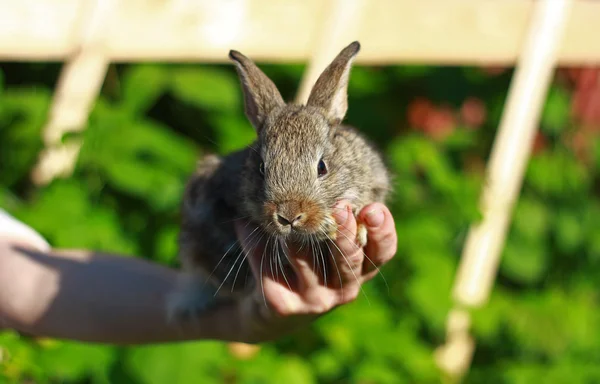 人間の腕にウサギ — ストック写真