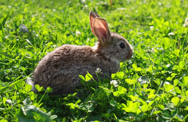 Lapin dans l'herbe — Photo