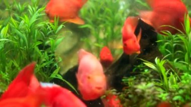 Ekilmiş akvaryumda yüzen kırmızı disk balıklarının yakın görüntüsü. Güzel doğa geçmişi. Papağan Cichlid, Kan Papağanı Cichlid.