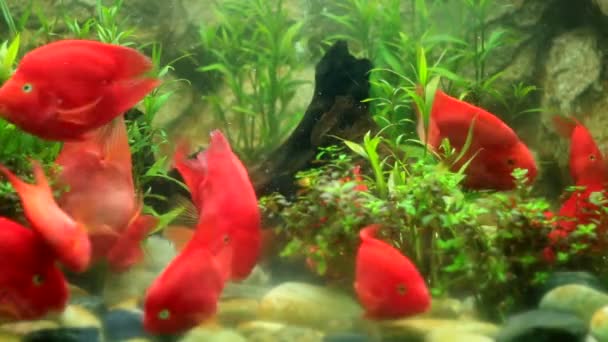 Close View Red Discus Fish Swimming Planted Aquarium Beautiful Nature — Stockvideo