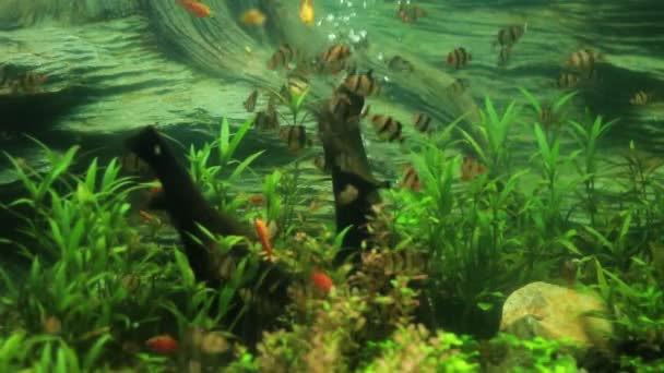 Vista Cerca Los Peces Sumatra Barb Nadando Acuario Plantado Hermosos — Vídeos de Stock