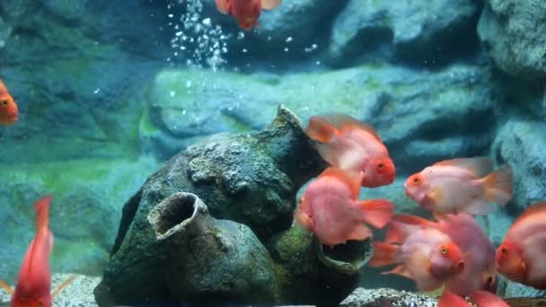 Close View Red Discus Fish Swimming Planted Aquarium Beautiful Nature — Stock video