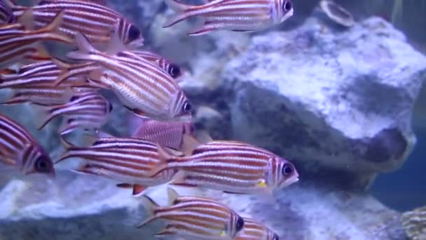 Pink Stripped Aquarium Fish Tank — Stock Video