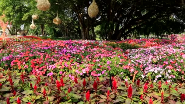 フィールド内のカラフルな混合花と緑の葉と一緒に赤とピンクの花びら — ストック動画