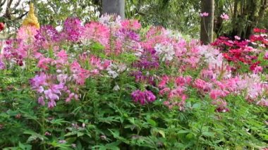 Cleome spinosa ya da bahçede örümcek çiçeği.