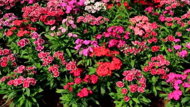 Colorful Mixed Flowers Field Red Pink Petals Green Leaves — Stock Video