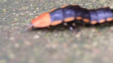 Dev ateş böceği, Lamprigera Sp. Tayland 'daki yağmur ormanlarında. Ayrıca şimşek böcekleri olarak da bilinir. Nemf ve yetişkin ateşböcekleri biyolüminesans denen ışığı yayarlar.