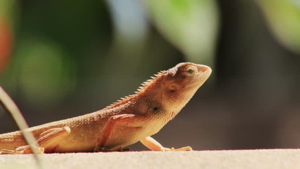 Camaleão Vermelho Lagarto Thai Vermelho Tailândia Olhando Para Frente Árvore — Vídeo de Stock