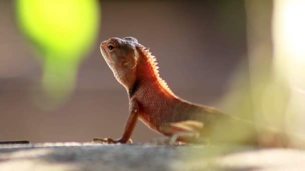 Красный Хамелеон Красная Тайская Ящерица Таиланде Смотрит Вперед Дерево — стоковое видео