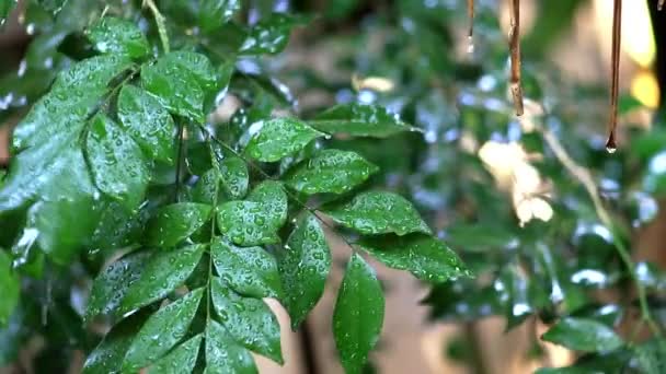 Летний Дождь Пышных Зеленых Лесах Обильными Осадками Фоне Дождь Лесу — стоковое видео