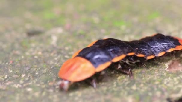 Riesen Glühwürmchen Lamprigera Lebensraum Regenwald Thailand Auch Als Blitzkäfer Bekannt — Stockvideo
