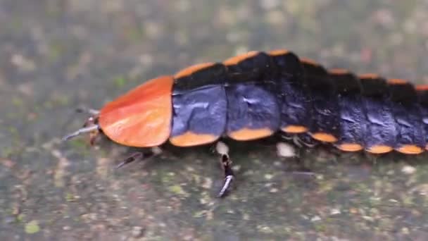 Riesen Glühwürmchen Lamprigera Lebensraum Regenwald Thailand Auch Als Blitzkäfer Bekannt — Stockvideo