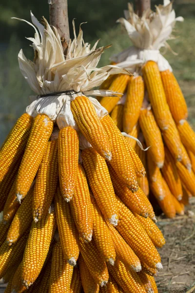 Bir yazı üzerine kurutulmuş kurutulmuş Mısır — Stok fotoğraf