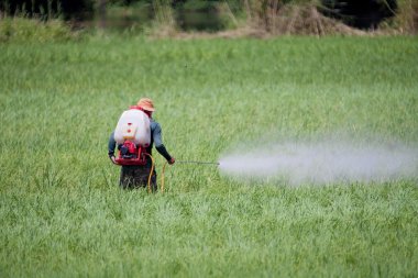 Farmer spraying pesticide on rice field clipart