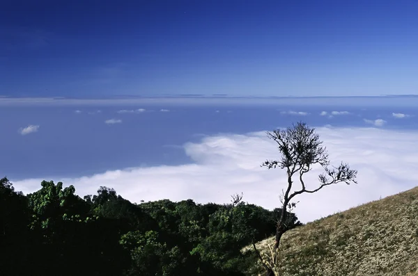 Horizon from rain forest mountain. — Stock Photo, Image