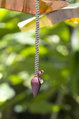 muz kırmızı çiçek