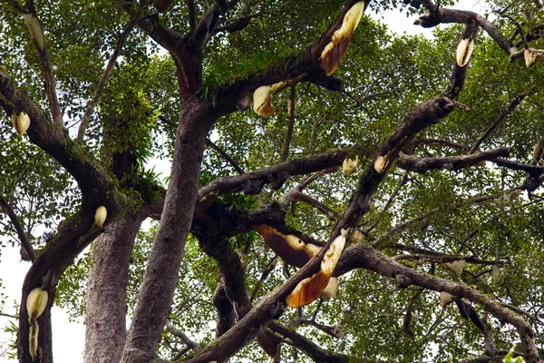 Colmena silvestre colgando de una rama en el bosque tropical — Foto de Stock