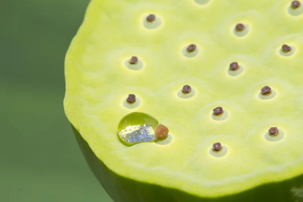 Baccello di semi di loto — Foto Stock
