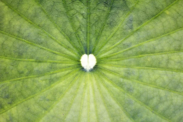 Oude lotus blad textuur — Stockfoto