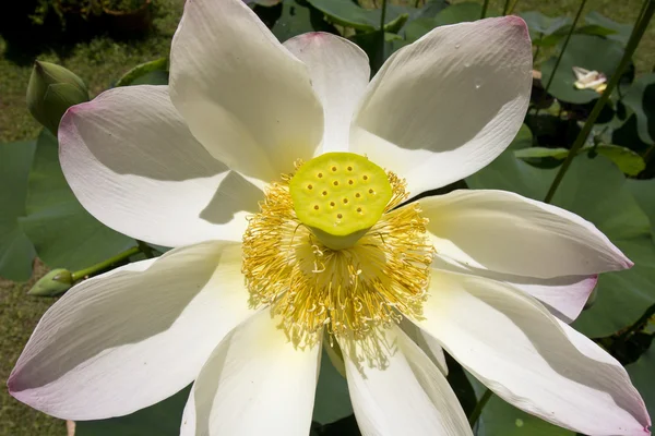 Jonge lotus zaden — Stockfoto