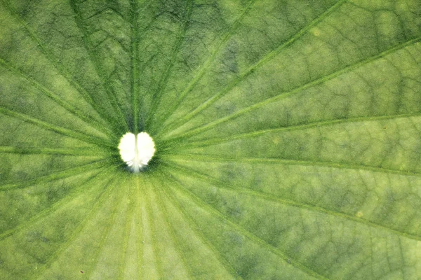 Oude lotus blad textuur — Stockfoto