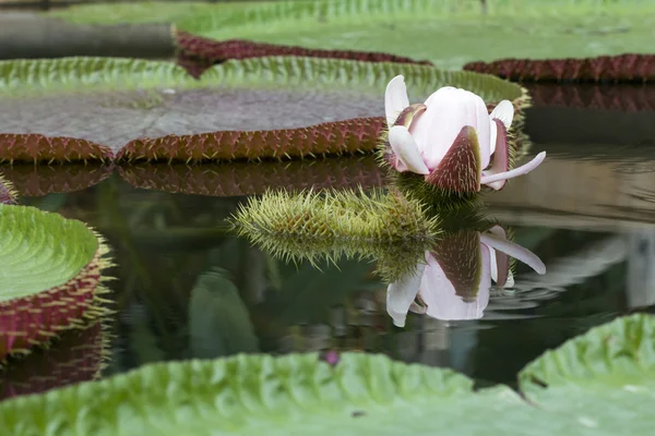 Victoria lotus, the largest waterlily — стоковое фото