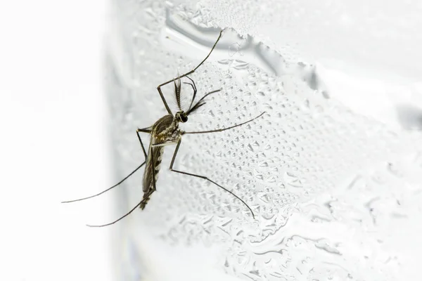 Mosquito — Stock Photo, Image