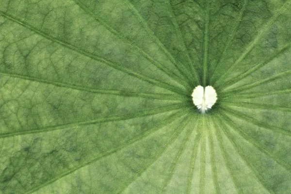 Kształt serca na tekstury liść lotosu — Zdjęcie stockowe