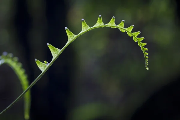 熱帯山の森林のシダ — ストック写真