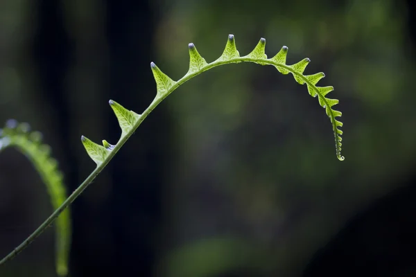 Samambaia na floresta tropical de montanha — Fotografia de Stock