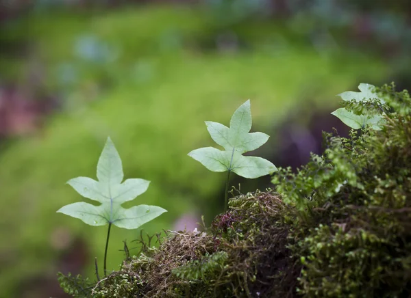 Fern in tropical mountain forest — Stock Photo, Image