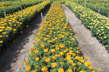 Tavuklar için koyu sarısı renk marigolds