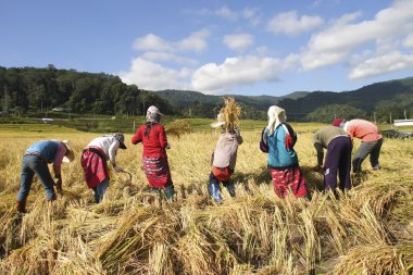 Kaen tribe harvest rice