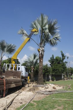 Bismarck palm veya bismarckia nobilis