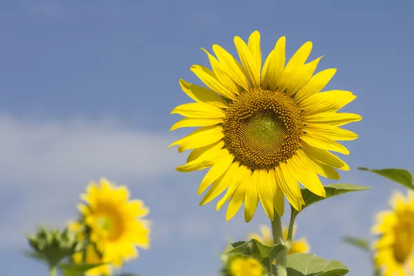 Соняшники на полі влітку — стокове фото