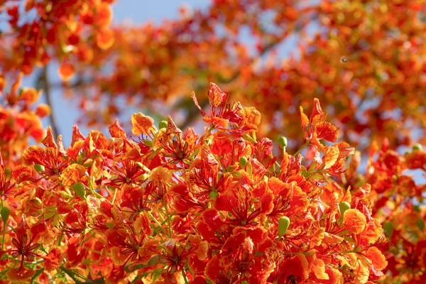 Flores de árbol de llama y cielo azul — Foto de Stock