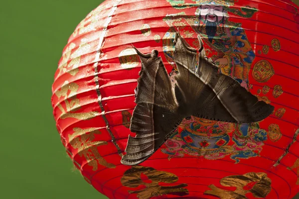 Butterfly on chinese lantern — Stock Photo, Image