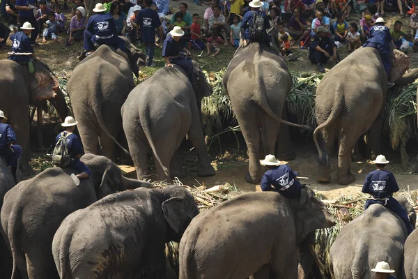 Elefante tailandês dia em Chiangmai, Tailândia . — Fotografia de Stock