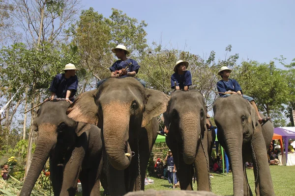 Elefante tailandês dia em Chiangmai, Tailândia . — Fotografia de Stock