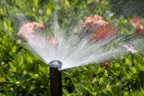 Testa irrigatore innaffiare il cespuglio e l'erba Fotografia Stock