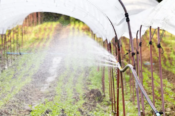 Watering seedlings vegetable in a greenhouse — Stock Photo, Image