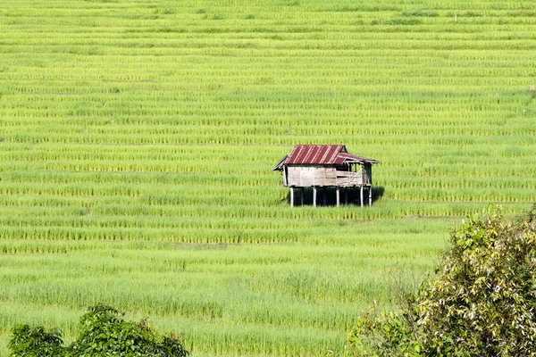 露台稻田小屋 — 图库照片