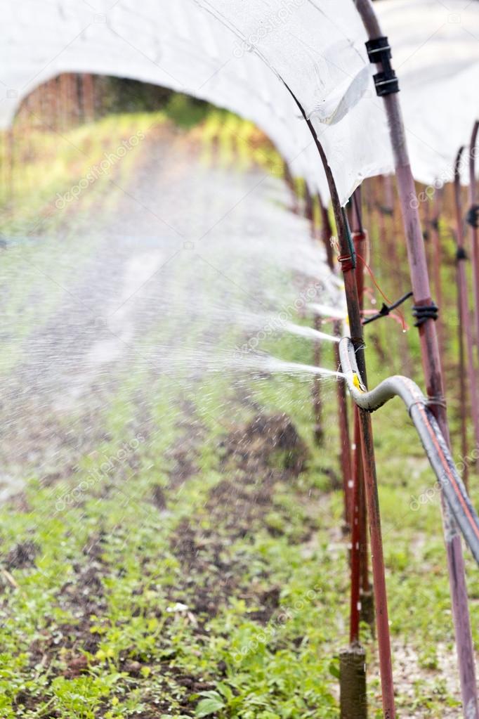 Watering vegetable seedlings